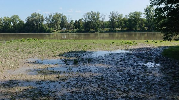 A Duna áradása után fennmaradt vizes tócsákban is magas a lárvasűrűség.