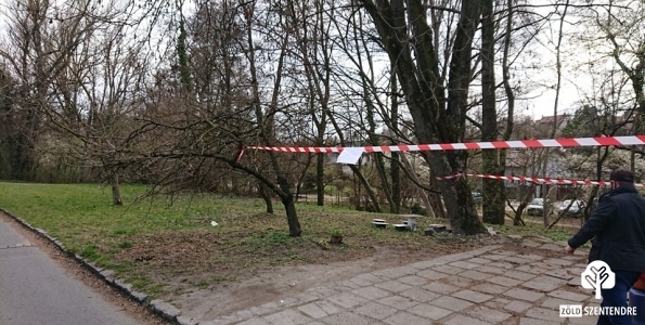 veszélyes fa kivágása